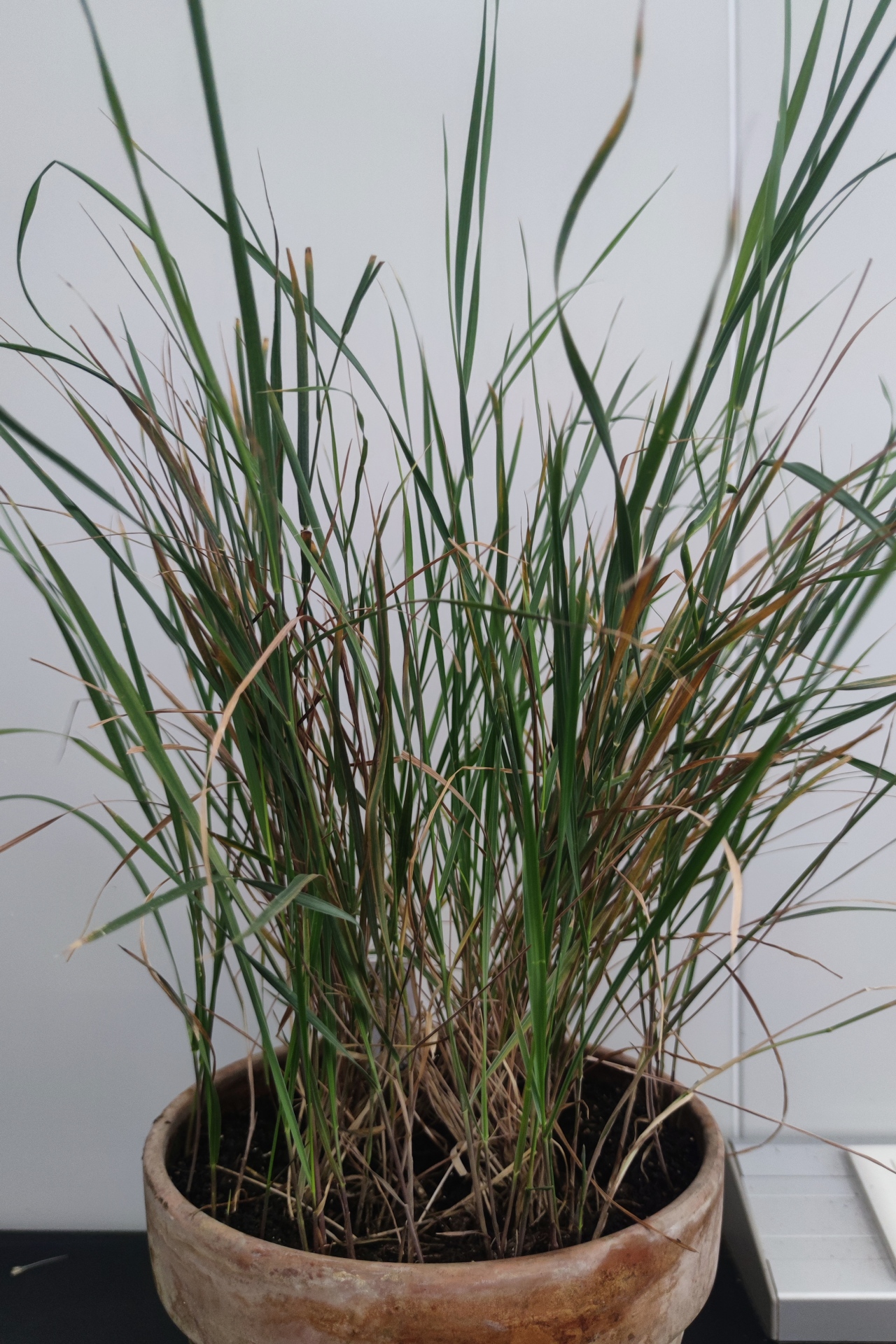 Pseudoroegneria libanotica